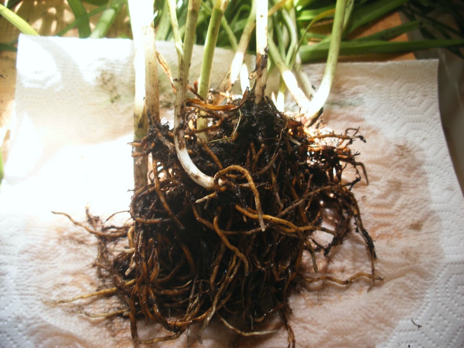 Picture 4 of 6