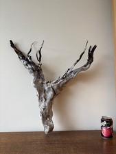 Driftwood Piece  wide silver  tree  rootbranch. Bogwood  for  viv or Display