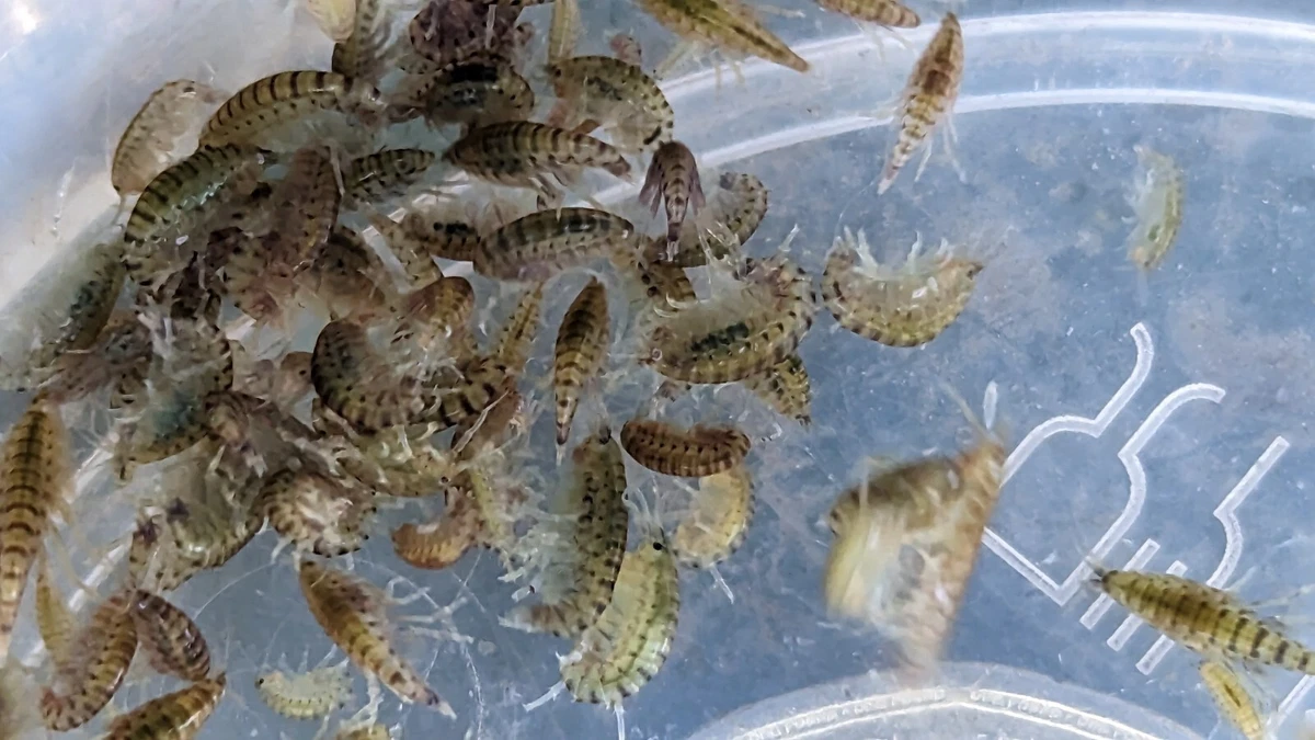 Live shrimp fish clearance food