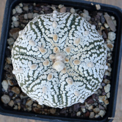 A4809 ASTROPHYTUM SUPERKABUTO pot10-H6-W8 cm MaMa Cactus