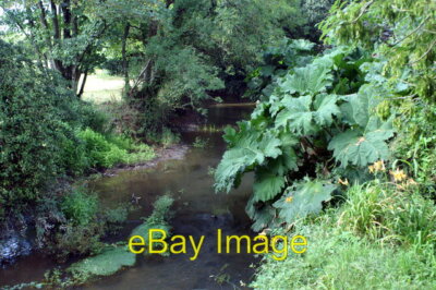 Foto 6x4 River Tamar, Kingford Mill Kingford\/SS2806 Rampant Gunnera auf c2006