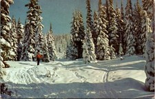 1950s Cross Country Skier in Forest Virgin Snow Vintage Western Postcard