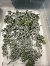 Medium Size Live Silkworms