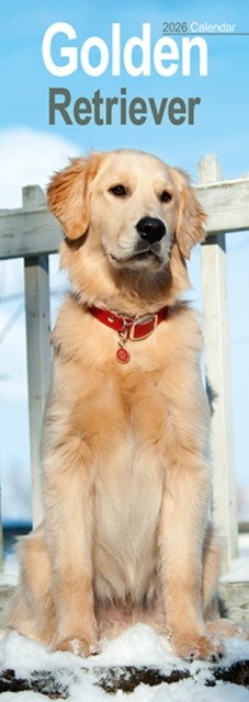Golden Retriever Slim Calendar 2026  Dog Breed Slimline Calendar  12  CALENDAR