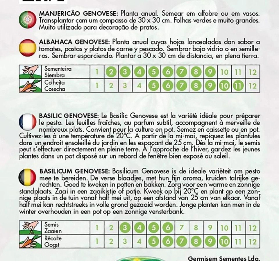 400 SEMI DI BASILICO GIGANTE A FOGLIA DI LATTUGA - BASILICO NAPOLETANO   - Immagine 2 di 2