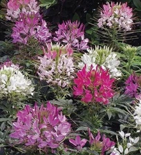 200+ SEEDS CLEOME Hassleriana  MIXED COLORS Spider Plant FALL PLANTING