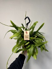Rhipsalis Red Coral Rhipsalis Ramulosa 14cm Hanging Pot Rare Plant Succulent