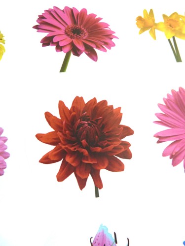 Pegatinas circulares de flores etiquetas florales coloridas para artesanía - 4 opciones de diseño - Imagen 2 de 9