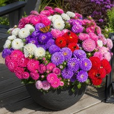 50 Mixed Colour Dwarf Aster Flower Seeds for Bees Pots