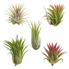 5 Pack Assorted Ionantha Color Changing Air Plants