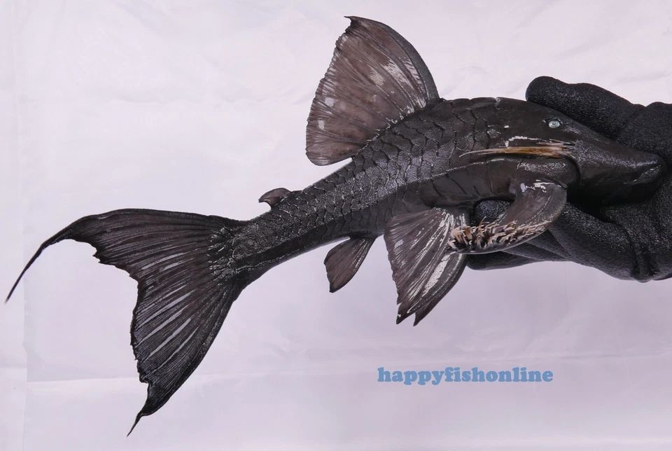 EXTREMELY RARE BREEDING PAIR OF BLUE EYE PLECOS! FREE SHIPPING LIVE FISH 10-12" - Image 4 of 4