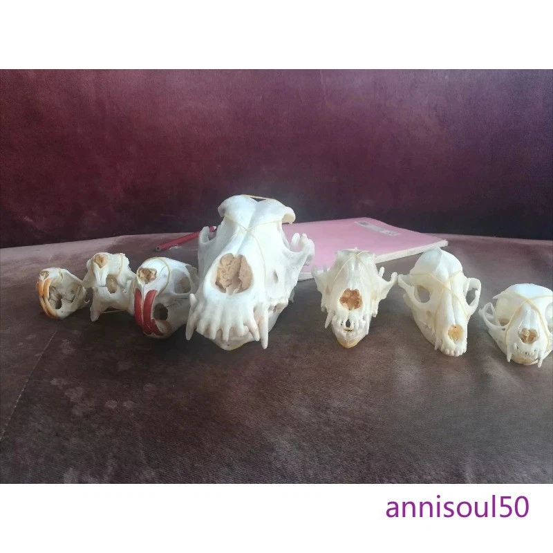 动物骨骼| eBay