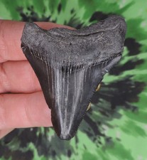 Megalodon Sharks Tooth 2 5/16