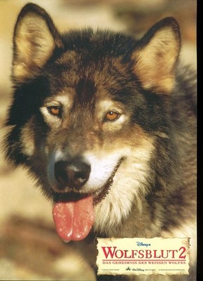 Wolfsblut 2 - Aushangfotos A4 21x29cm - 8 Stück-G1