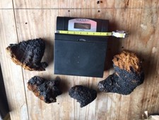 Organic Chaga mushroom large chunks and coarse ground you pick