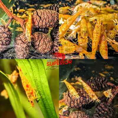 #ad 10 2 Neocaridina Aquarium Shrimp 100% Live Guarantee Pick Your Color $75.99