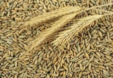 ORGANIC WINTER RYE GRAIN SEEDS - COVER CROP, SPROUTING, FLOUR, BREAD 25lb  