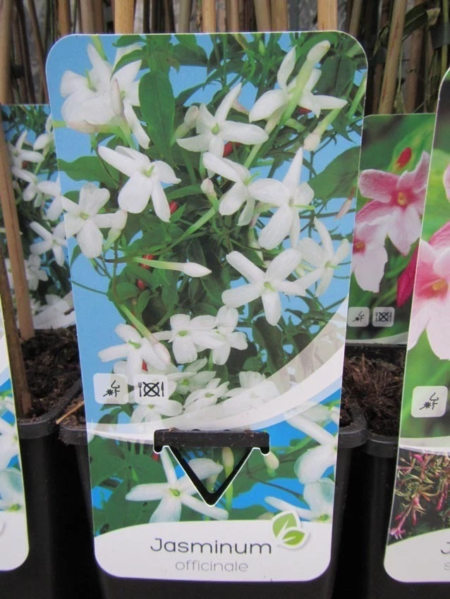 Jasmin Pflanze online kaufen | eBay.de