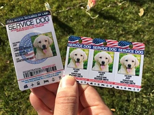 Service Dog Holographic Id Card + Keychain Collar Tag Plus Online Registration 