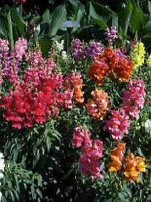 SEEDVILLE USA 2000 NORTHERN LIGHTS Mix SNAPDRAGON Linaria Maroccana Flower Seeds