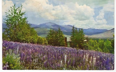KÜNSTLER-ANSICHTSKARTE - FRANCONIA (NEW HAMPSHIRE) - ''LUPINE BLOSSOMS''