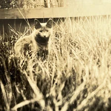 Vintage Sepia Snapshot Photograph Grey Cat In Grass Artistic Composition