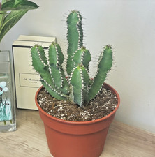 24-29cm Euphorbia Polyacantha in 18cm Pot, Cactus Succulent Houseplants