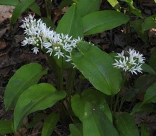 5 Graines Allium ursinum, Ail des Ours, ail Sauvage, ail des Bois