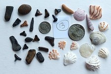 Shark teeth, fossils, seashells lot from Florida beaches           8/20#13