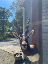 Beautiful BLACKBUCK ANTELOPE Shoulder Mount- Huge Horns Taxidermy Hunting Decor