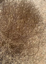 Tumbleweed Tumble Weeds Tumbleweeds West Texas Russian Thistle 17” -  20”