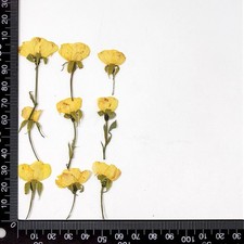 12PCS real dried side Pressed flowers with leaves and stem Yellow Rose FHT30