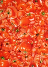 Food Fabric | Packed Red Tomato | Timeless Treasures YARD