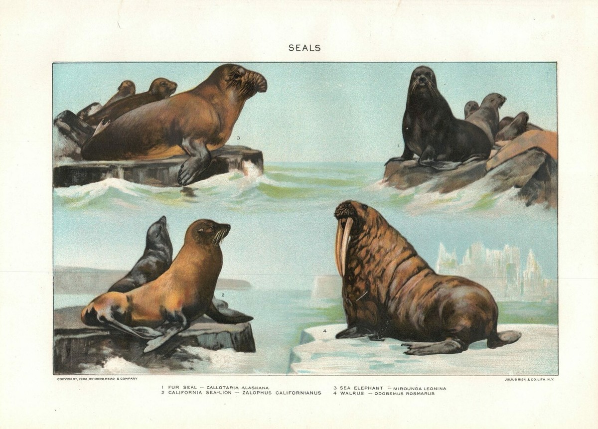 1916 New Intl Encyclopedia Page - Seals (Walrus Sea-Lion) | eBay