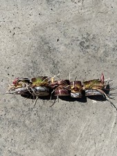 5pcs Rooted Dark Green Sugarcane Cutting Sweet Juicy Ready To Plant