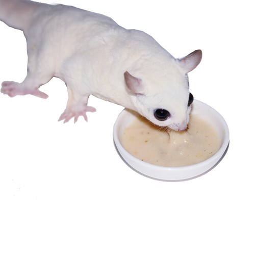 Instant-HPW (2 lb.) - All Natural High Protein Nutritious Sugar Glider Food - Picture 8 of 12
