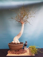 Brachychiton rupestris ( Queensland Bottle Tree ), 10 seeds