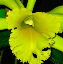 Cattleya ´PoP´ Super Green Duft Classic Orchidee Orchideen