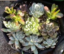 70 Succulent Leaves for Propagation + Bonuses+Floret Clipping