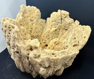 RARE EXTRA Large H 12” W 14” Natural Vase Sea Sponge “Sea Beach Décor” Aquarium!