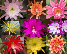 6) Mystery Epiphyllum Orchid Cactus Cuttings, Mixed colors, Assorted - No Names
