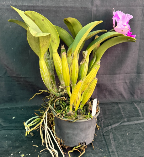 RON Cattleya Orchid SPECIAL DIVISION Rlc. Rosella's Seduction 'Ivy' (C712) - Picture 3 of 5
