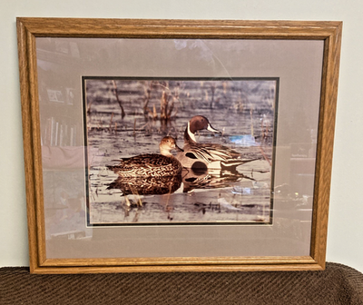 #ad Northern Pintail Ducks Thomas Mangelsen Ltd. ed. print #45 850 In Oak Frame $225.00