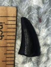 CALIDAD MUSEO Diente Mosasaurio Forma Ozan. Texas Tylosaurus Dino Bone Trex RARO