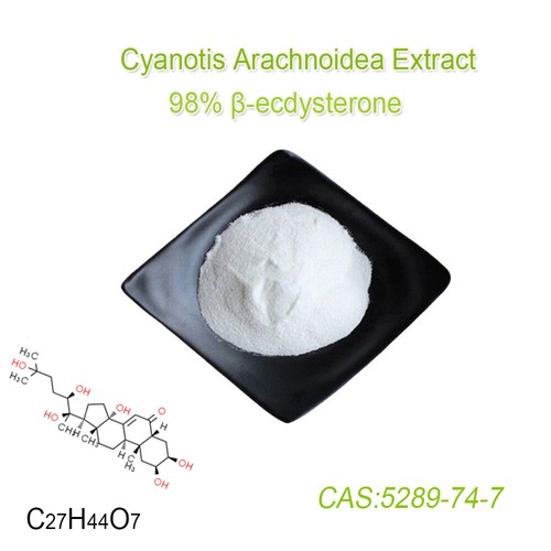 98% Beta-Ecdysteron Pulver 20-Hydroxyecdyson abgeleitet von Cyanotis Arachnoidea