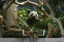 3D Animal Panda Self-adhesive Removable Wallpaper Murals Wall 513