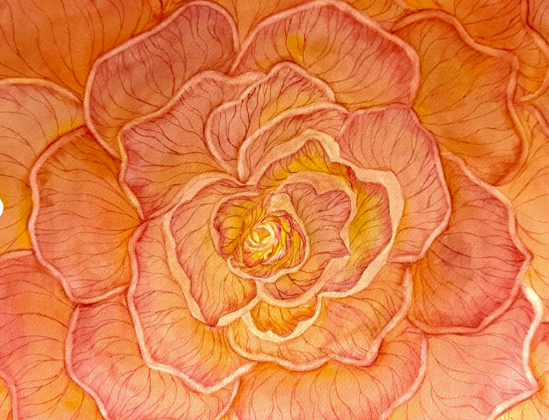 PAINTING WATERCOLOR ORIGINAL ART ROSE FLOWER ORANGE CORAL PINK 11X14 MAT 16X20