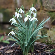 3 x Pots of Cultivated Snowdrops - Potted Winter Flowering Galanthus Bulb Plants