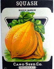 Squash Boston Marrow Card Seed Co EMPTY Pack 1920's Fredonia NY Super Graphics