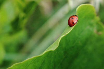 Close Up Of Ladybug On Green Leaf Animal Art Wall - POSTER 20x30